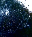 theinfillclicks - cobweb photography against the sky - incidence of passing memory